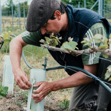 Vinmarker-LindelyVin-DestinationTrekantomraadet