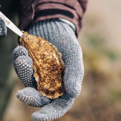 Maak een oestersafari aan de Deense Waddenzee in Zuid-Jutland